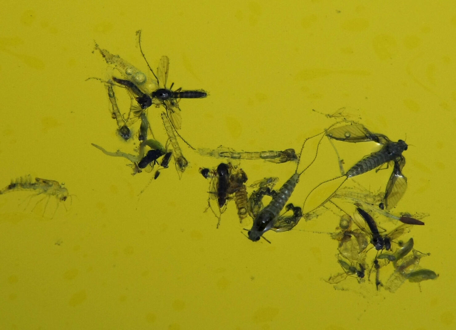 Mosquitoes Infest Dormant Pools Of Foreclosed Homes