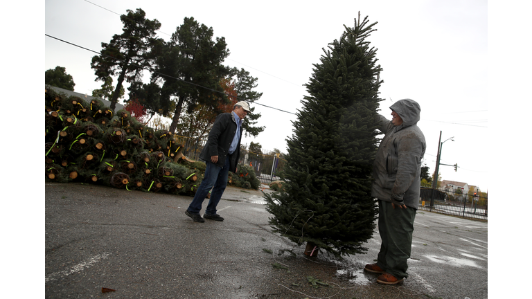 Lack Of Christmas Tree Planting During The Recession Ten Years Ago, Leads To Current Shortage In Christmas Trees