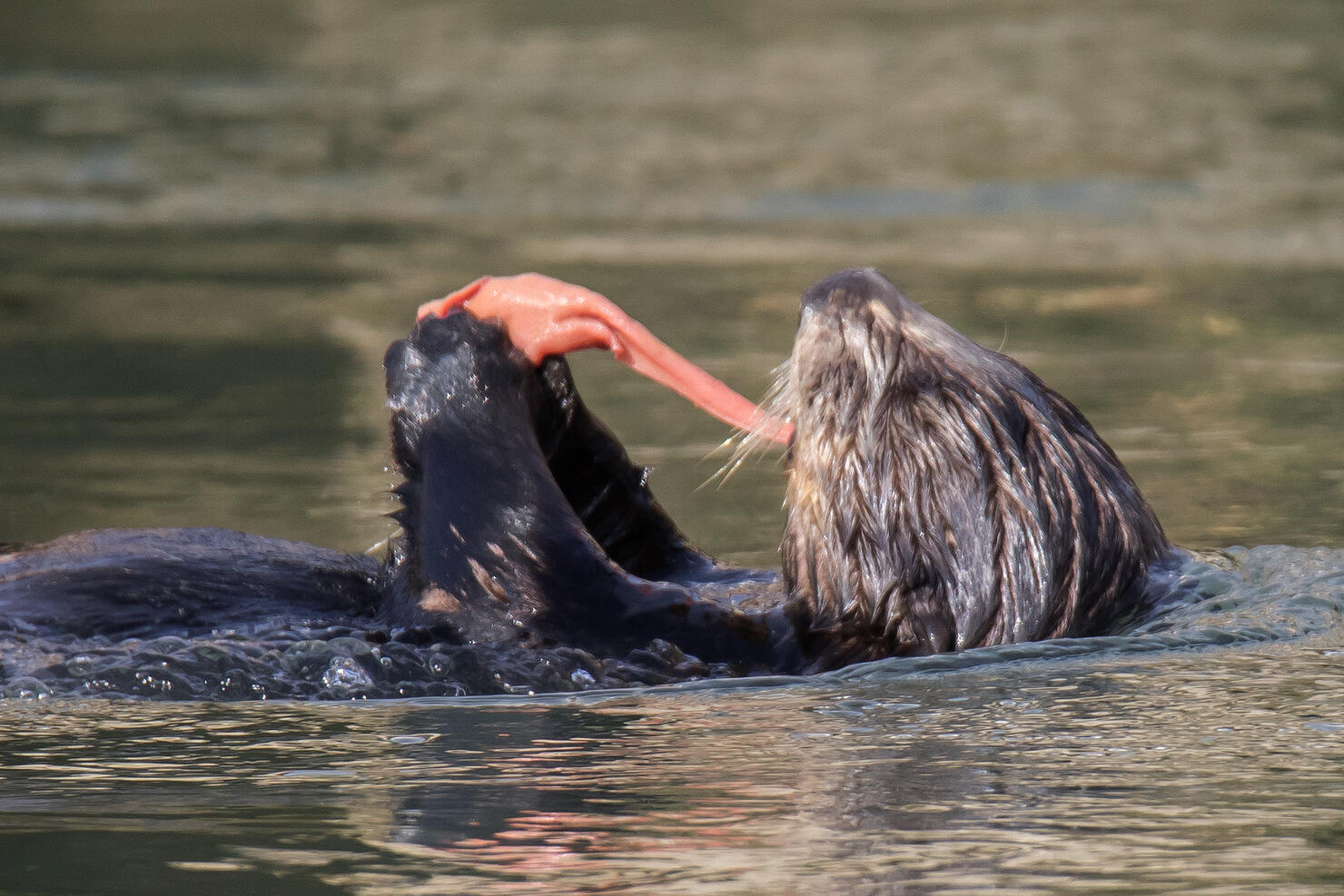 Southern Sea Otter eating Fat Innkeeper Worm close-up