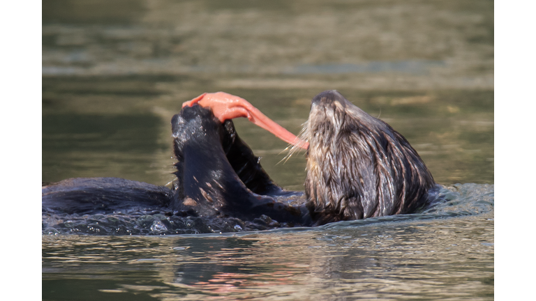 Southern Sea Otter eating Fat Innkeeper Worm close-up