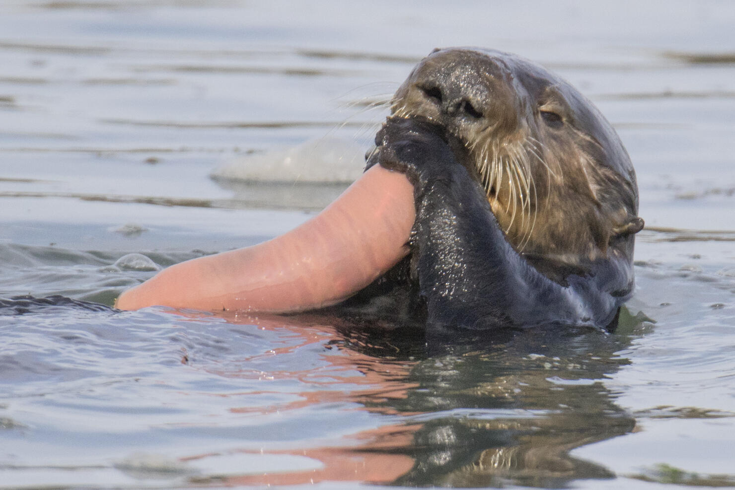 Southern Sea Otter eating Fat Innkeeper Worm close-up