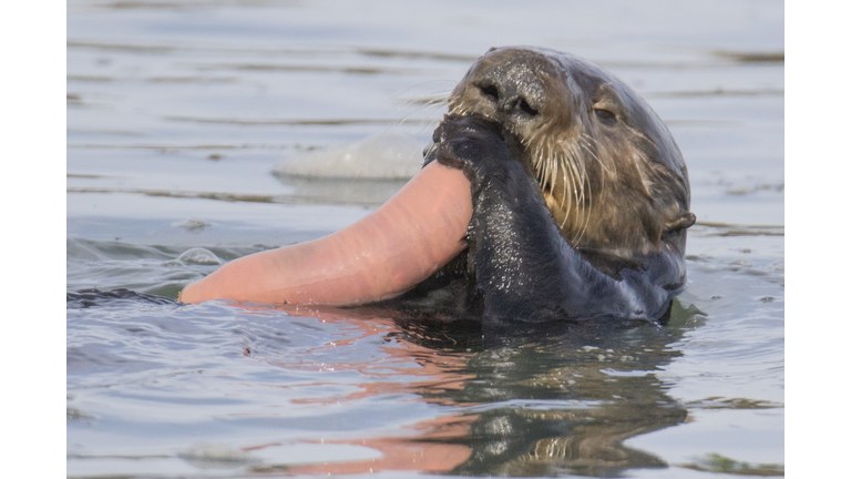 Southern Sea Otter eating Fat Innkeeper Worm close-up