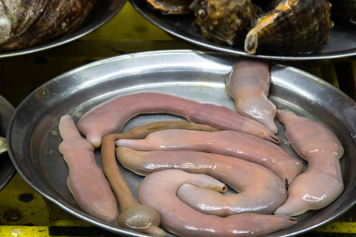 Fresh fat innkeeper worm at local fish market