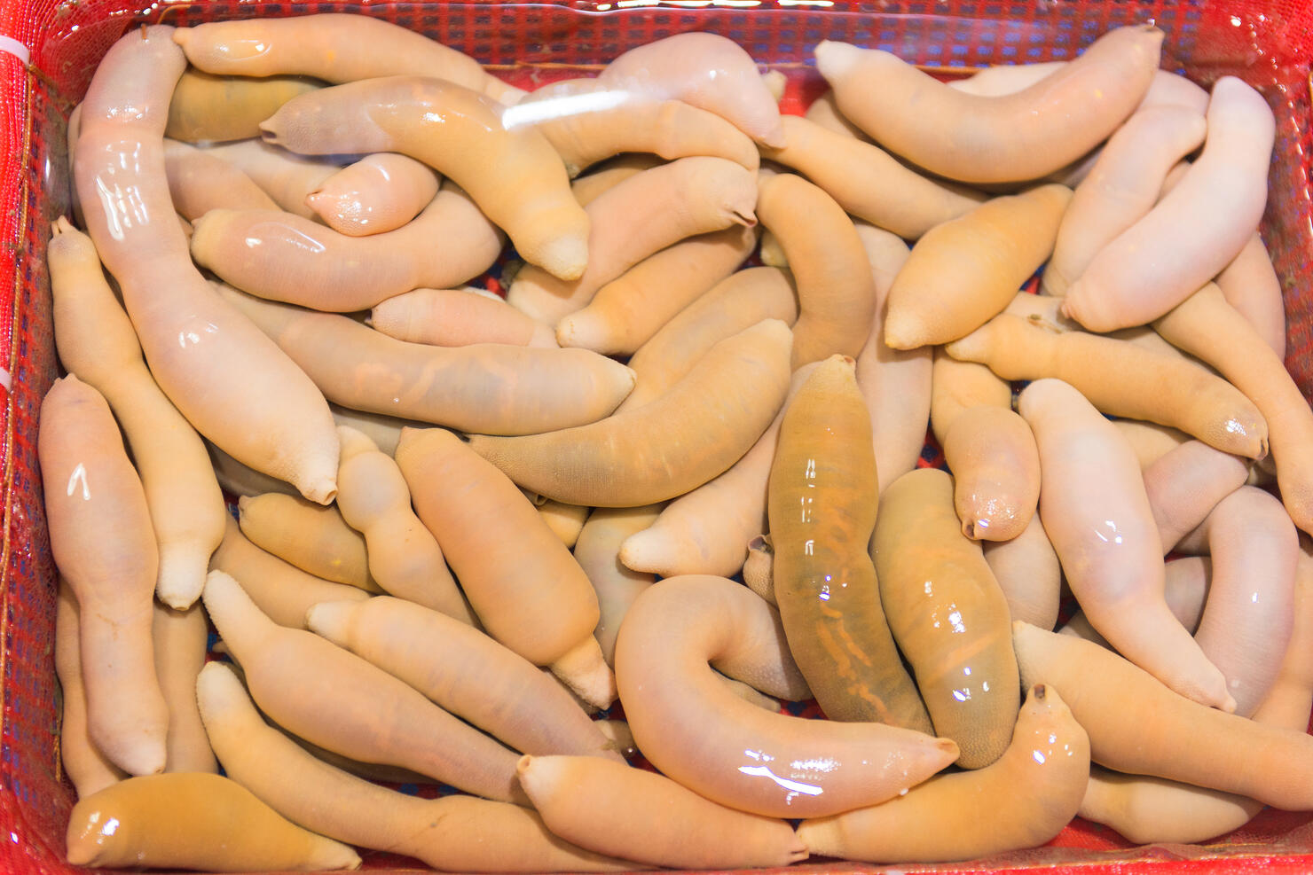 Urechis unicinctus