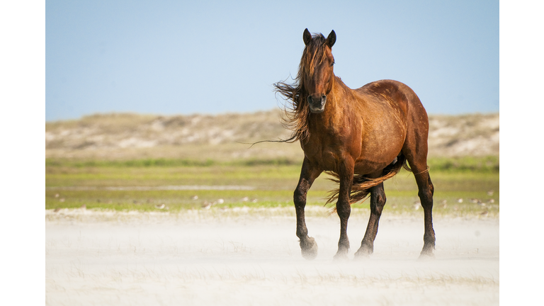 A wild horse on the Outer Banks with mane blowing in the wind