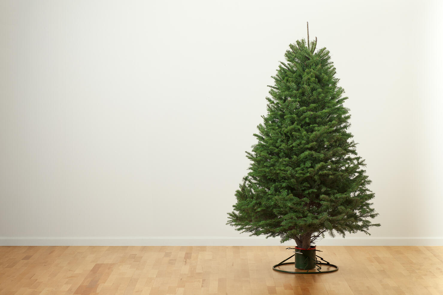 Empty Christmas Tree in the Living Room