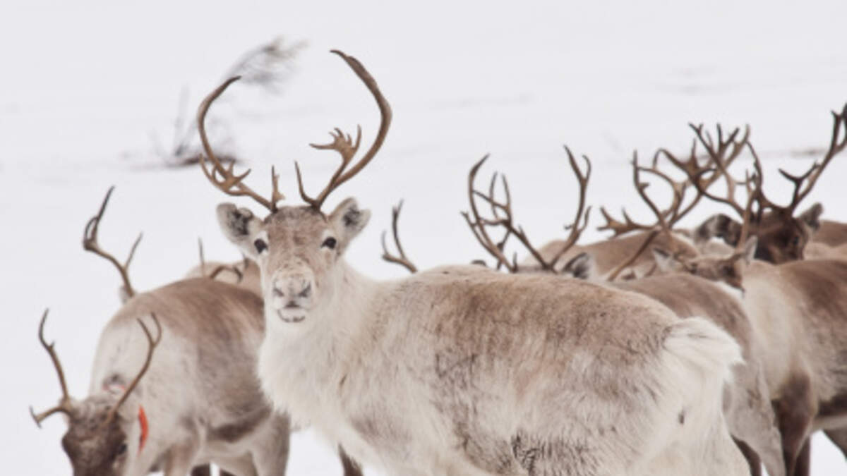 Caribou перевод. Оленеводство Эстетика. Картинка оленеводство на прозрачном фоне. Олени (асс2).