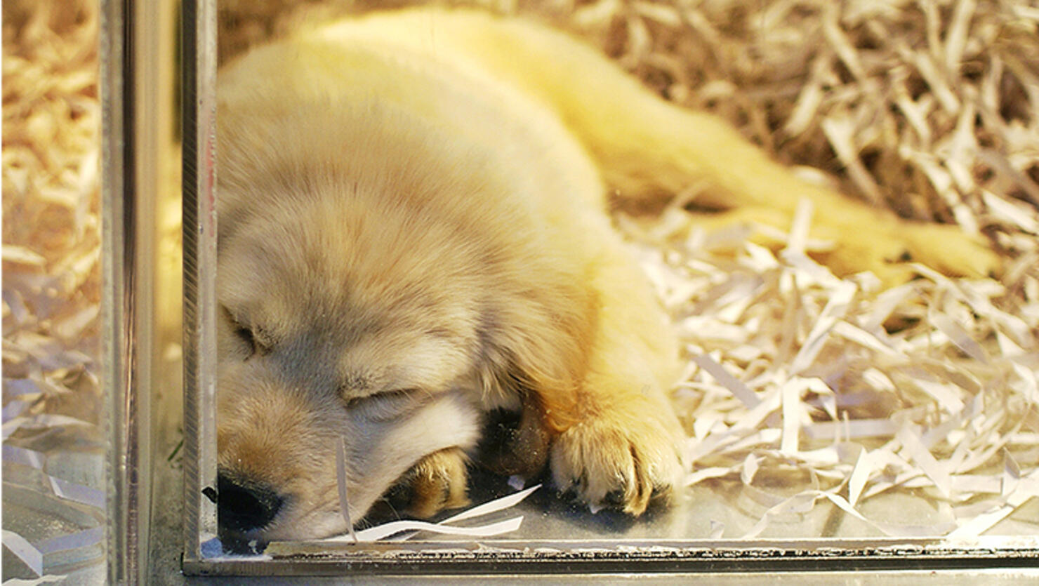 Sleeping puppy