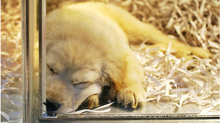 Sleeping puppy