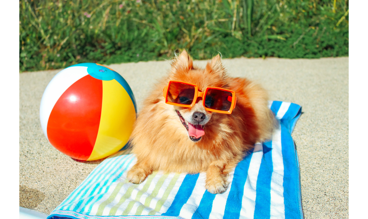 Dog Wearing Sunglasses, Pomeranian, Dog On Vacation, Happy Dog, Funny Dog, Dog Summer