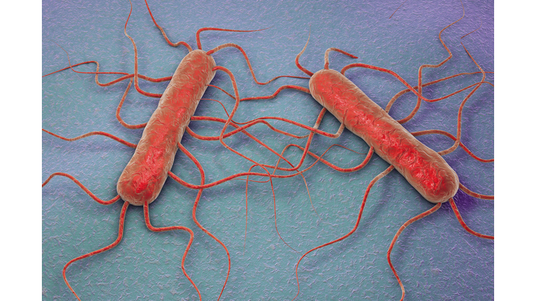 Listeria monocytogenes, illustration