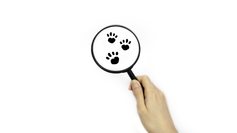 Looking though a magnifying glass on paw prints
