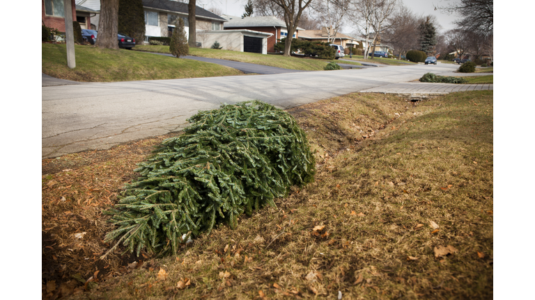 Christmas tree on the curb for garbage