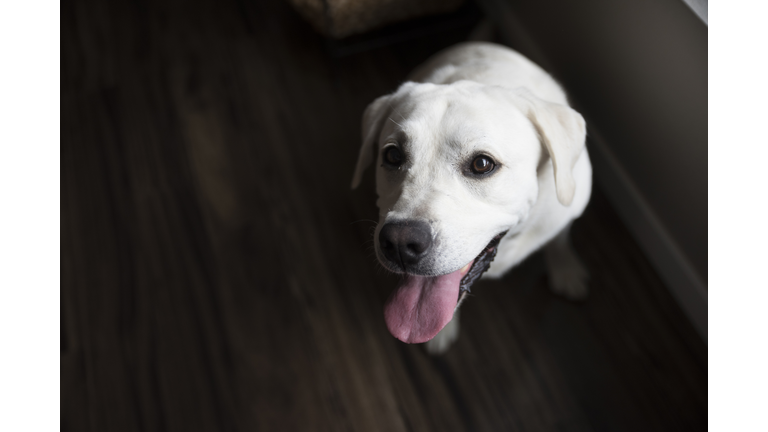 An English Creme White Labrador Retriever Poses in Window Light with Tongue Out in her Home