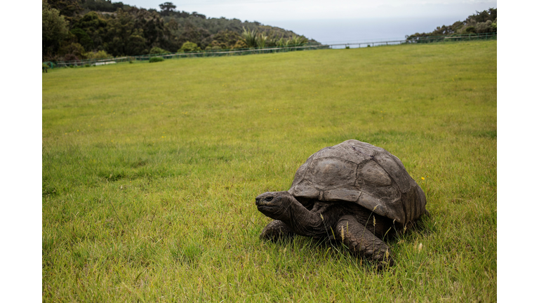 DOUNIAMAG-SAINTHELENA-CONSERVATION-ANIMAL