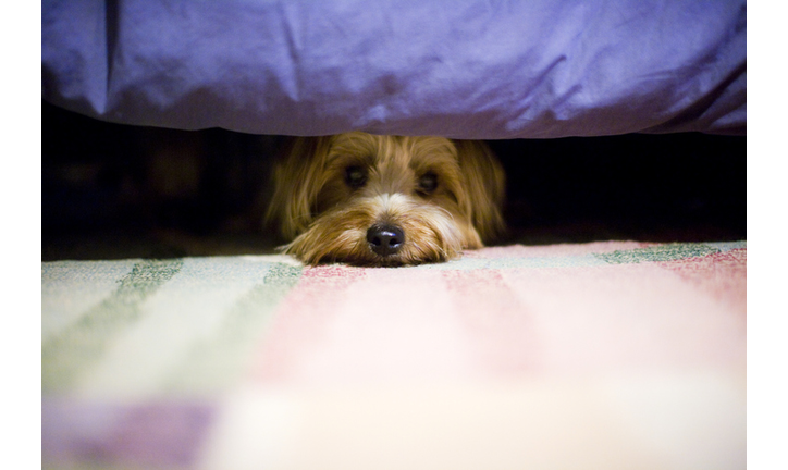 terrier dog hiding under a bed.