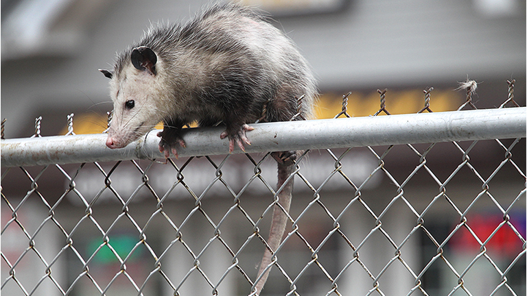 Opposum Stuck On Fence In Lawrence