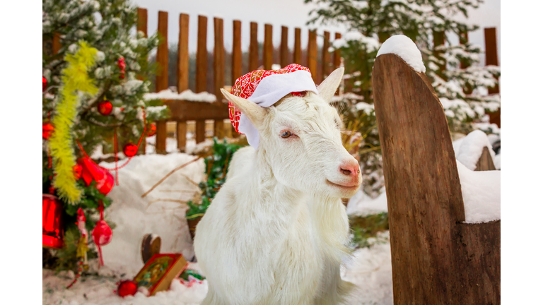Christmas goat near the Christmas tree
