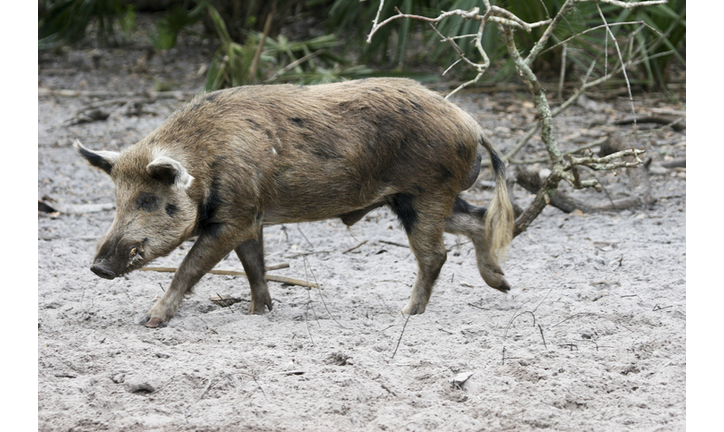 Wild pig walking over dirty sand with plants in background