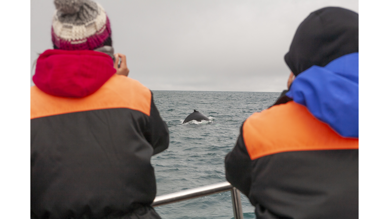 Two photographers shooting a Humpback whale during a whalewatching trip, Husavik, North Iceland