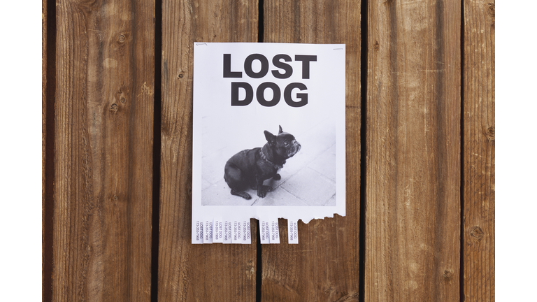 A lost dog flyer posted on a wooden fence