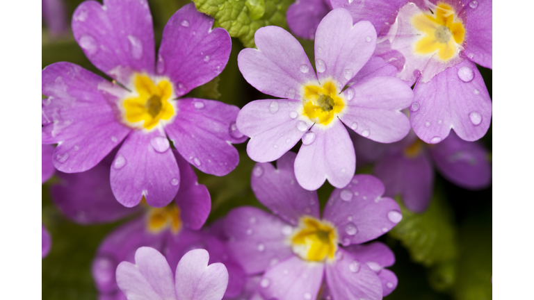 violet primula with raindrops