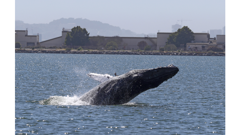 Humpback Whale In Alameda Lagoon Causes Concern Over Its Health