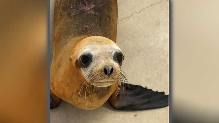 Sea Lion Attacked in Newport Beach