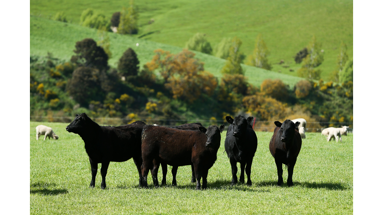 Government Announces Recovery Package For Farmers Affected By Mycoplasma Bovis