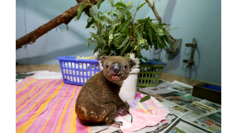 Koala Hospital Works To Save Injured Animals Following Bushfires Across Eastern Australia