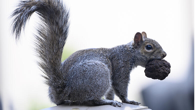 Squirrel Causes $15,000 Worth Of Damage, Insurance Company Won't Cover It - Thumbnail Image