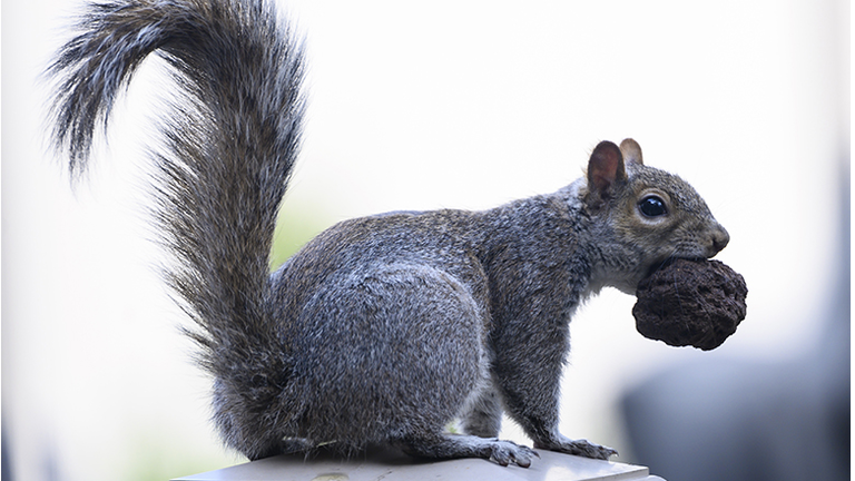 TOPSHOT-US-ANIMAL-SQUIRREL
