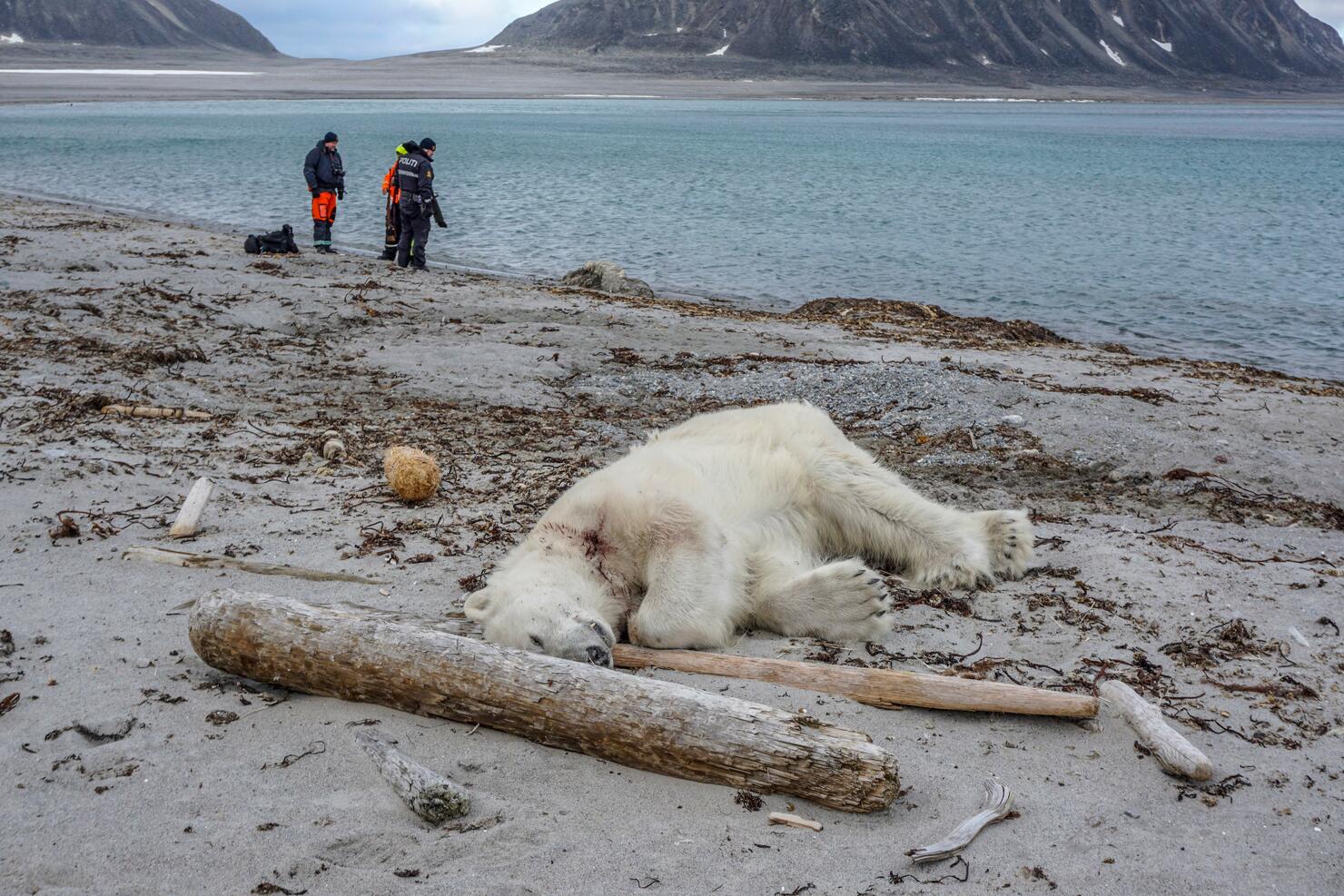 TOPSHOT-NORWAY-ARCTIC-ANIMALS-POLAR-BEAR