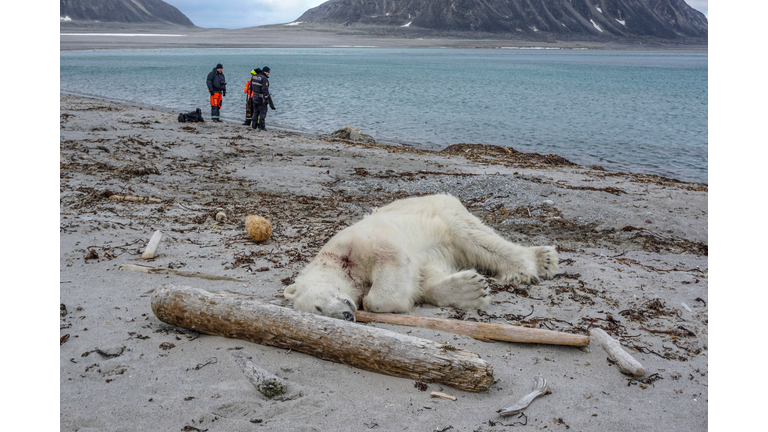 TOPSHOT-NORWAY-ARCTIC-ANIMALS-POLAR-BEAR