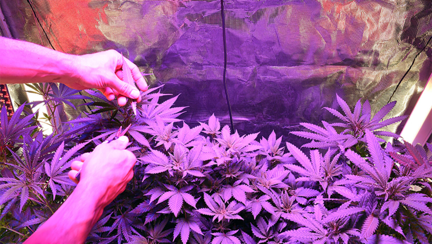 home grown pot in the nation's capital