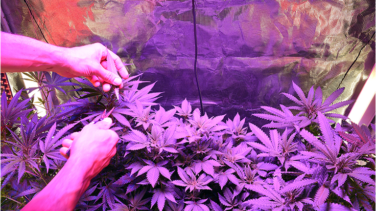 home grown pot in the nation's capital