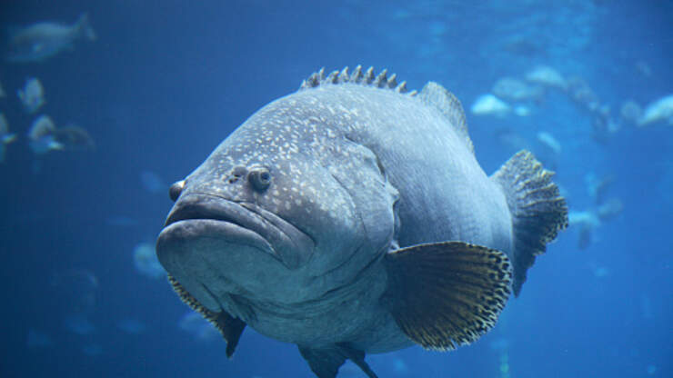 Florida Fishermen Catch a Warsaw Grouper That Was Bigger Than a Man ...