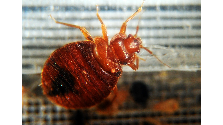 Bed bugs crawl around in a container on