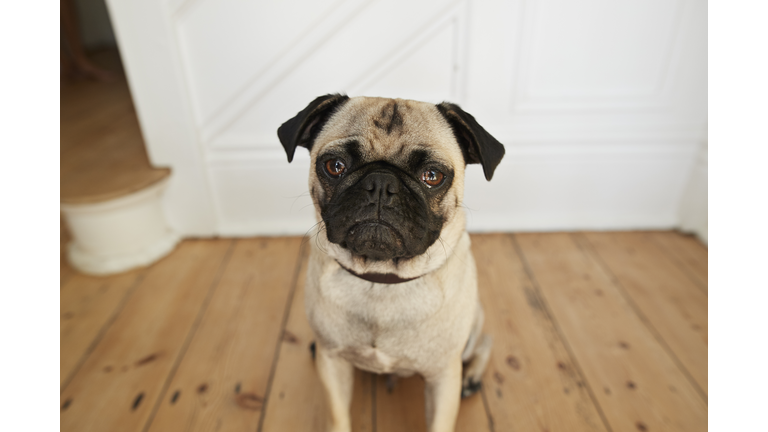 Wide-angle POV portrait of cute Puck dog