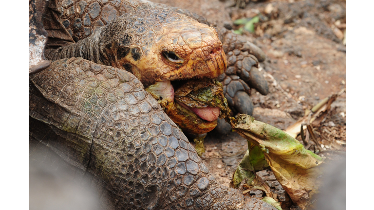 ECUADOR-GALAPAGOS-CONSERVATION-SCIENCE