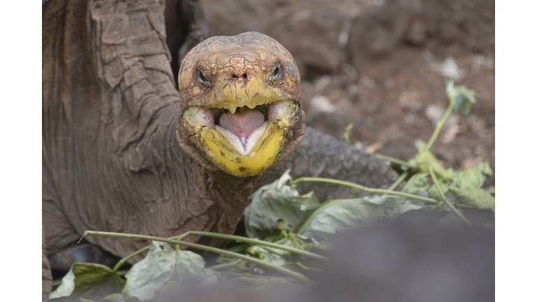 ECUADOR-GALAPAGOS-TORTOISE