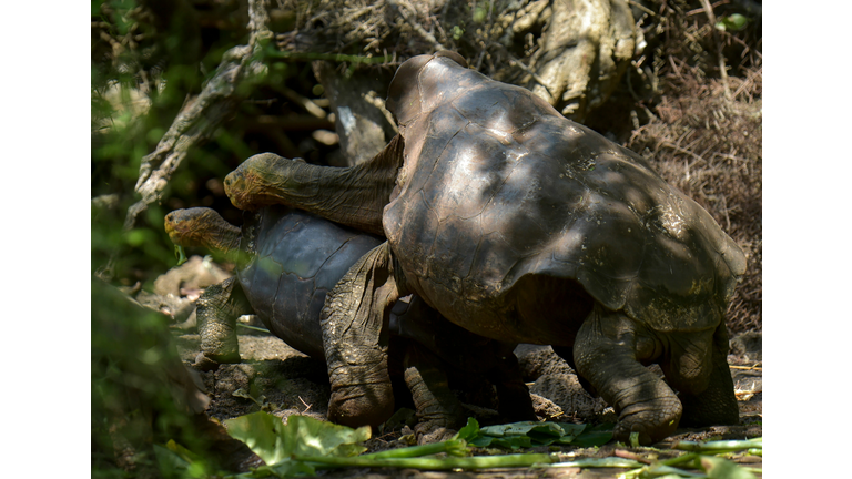 ECUADOR-GALAPAGOS-TORTOISE-DIEGO