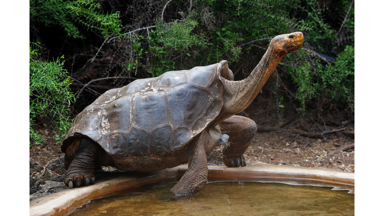 ECUADOR-GALAPAGOS-CONSERVATION-SCIENCE