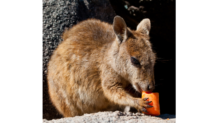 Rock wallaby eating a carrot, Magnetic Island, Australia