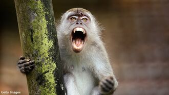 Marauding Monkeys Wage Rumored 'Revenge War' on Dogs in Indian Village