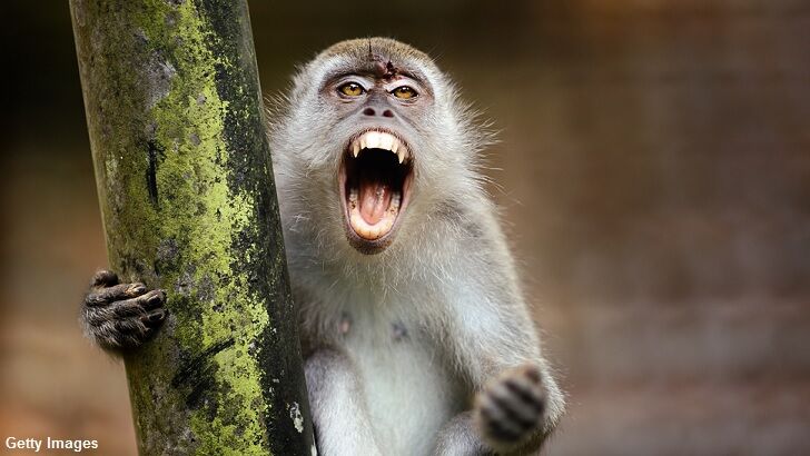 Over a Dozen People Attacked by Wild Monkey Terrorizing Japanese City