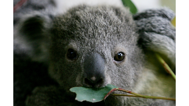 Baby Koala Boosts Taronga Zoo's Breeding Program