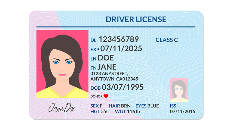 Driver license with female photo. Identification or ID card, document template. Vector illustration.