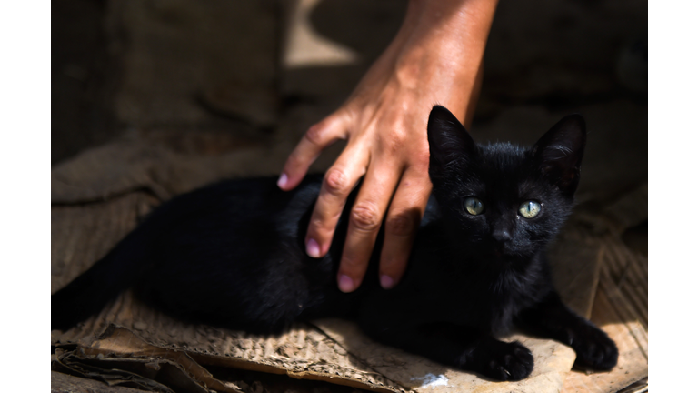 Cat Carries His "Baby" Everywhere He Goes!