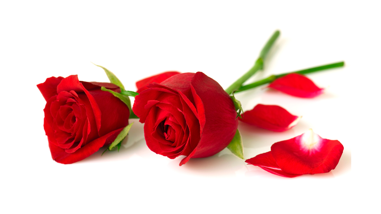 Close-Up Of Red Roses Against White Background